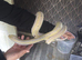 Cow super dwarf retic