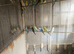 Budgies for sale. Young and adult budgies for sale