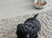 Cavapoo puppies