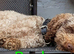 Cockapoo puppies. Various colours Ready to leave