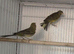3 male pure raza canaries