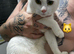 2 boy cats FREE