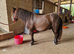 Stunning standard gelding