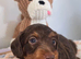 gorgeous PRA clear F 1=Doxiepoo puppies