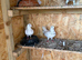 Tumbler pigeons