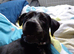 Labrador cross retriever