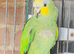 Beautiful Amazon Parrot for sale