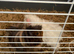 2 long haired Guinea pigs both boys