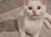 Adorable odd eyed kitten looking for a new home