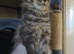 XL polydactyl Mainecoon