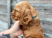 Working cocker spaniels