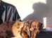 Dachshund for sale