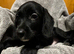 Absolutley gorgeous Cockapoo x puppies vaccinated