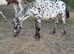 Appoloosa 2yr old