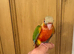 Silly Tame Conure Babies For Sale