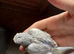 Albino lutino and other budgies