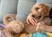 Golden doodle puppies looking for a family home from 5th July ️