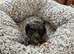 Shihpoo puppies