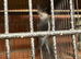 White face male cockatiel