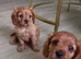 F1b cavapoo puppies
