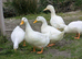 Cherry Valley Duck Hatching Eggs X 6