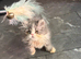 2 male persians