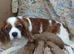 Cavapoo puppies