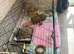 2x female guinea pigs 7 months old