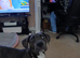 Cane corso mixed with pressa cannario