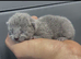 Pure Russian Blue kittens looking new home