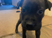 3 Staffy Puppies For Sale