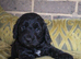 Outstanding Cockapoo Babies