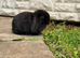 3 Solid Mini Lops for Sale