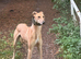 Saluki bull grey/ Wheaton bull grey