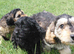 Brilliant Cockalier-a-Poo Puppies – Ready Soon!