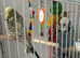English male budgie