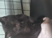 A beautiful BSH kitten for sale
