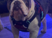 Merle KC stud