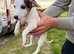 Pure breed Jack Russel puppies