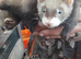 Kits hobs and jills out of half micro micro