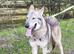 LEO Tamaskan male puppy now available fully vac and embarked. Pedigree and Registered