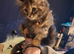 Beautiful part mainecoon kitten
