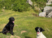 black lab for stud