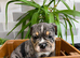 Healthy happy English bulldog