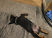 12 week old rottweiler puppy
