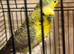 Budgies