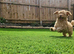 Kc registered toy poodles