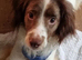 3 year old cocker spaniel cross