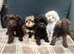 Tiny Beautiful Schnoodle Puppies
