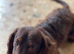 long coat chocolate and tan mini dachound